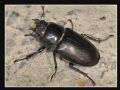 Lucanus cervus